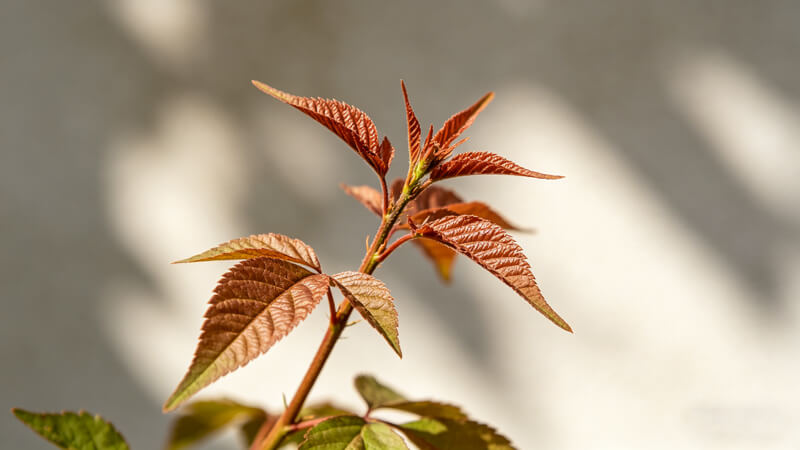植物病害診斷儀哪個好 品牌優勢對比